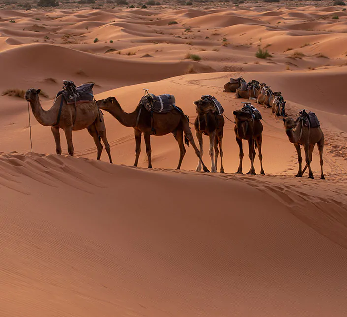 camel caravan in the desert