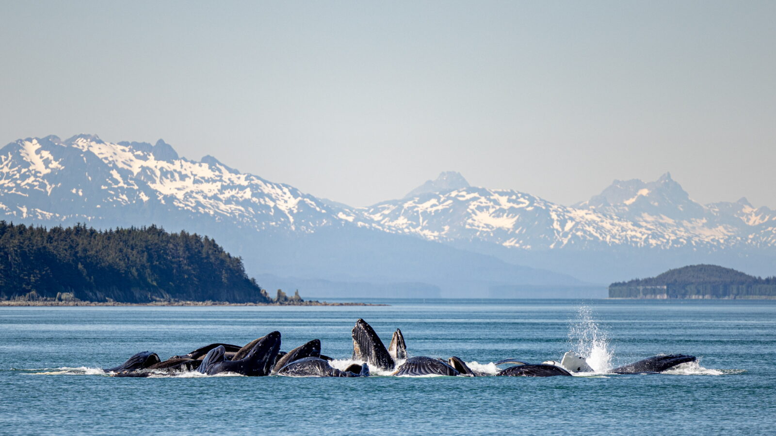 Alaska Yacht Charter with Althaus Yachts – 2025–2026 Private Expeditions