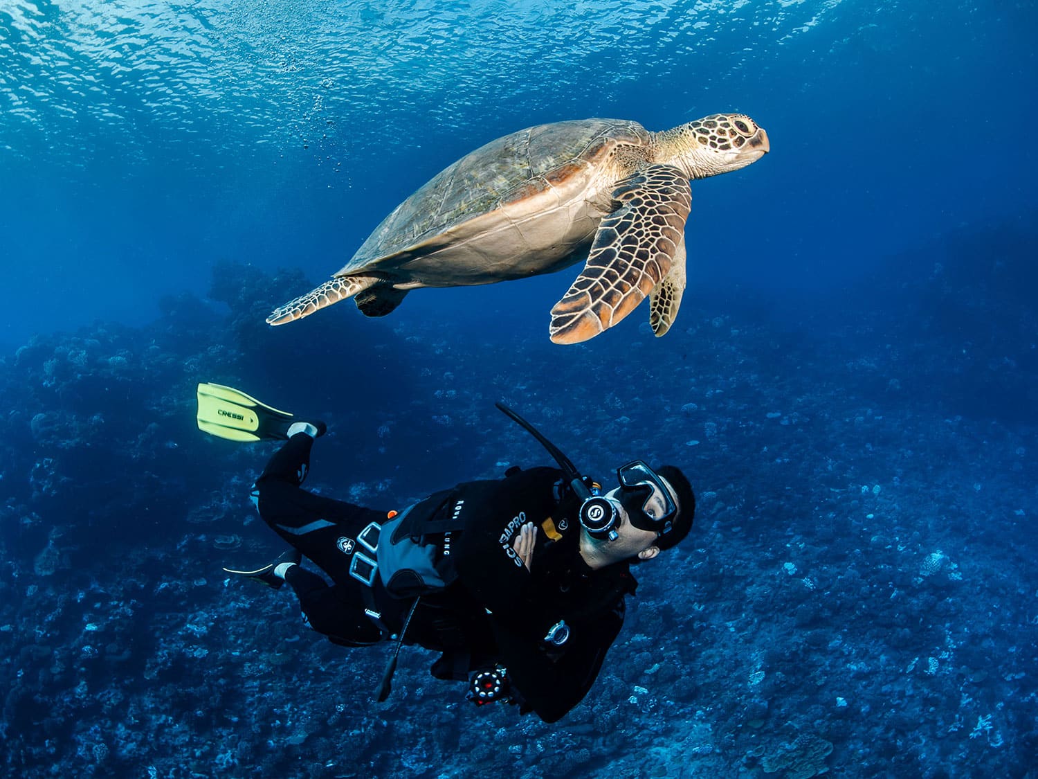 tahiti-diving-yacht-charter-polynesia