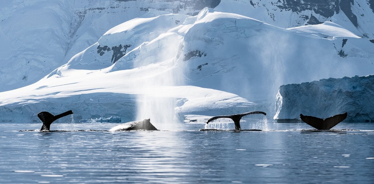 Whale Watching Antarctica Yacht Charter with Althaus Yachts